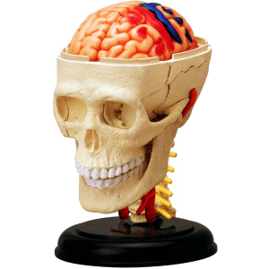 Объемная анатомическая модель 4D Master Черепно-мозговая коробка человека (FM-626005) (4894793260057) лучшая модель в Ужгороде