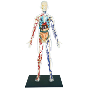 Объемная анатомическая модель 4D Master Тело человека прозрачное (FM-626204) (4894793262044) в Ужгороде