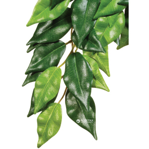 Рослина Hagen Ficus Medium (015561230407) ТОП в Ужгороді