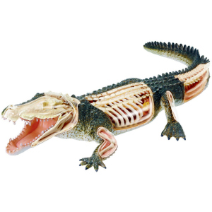 Об'ємна анатомічна модель 4D Master Крокодил (FM-622034) (4894793220341) ТОП в Ужгороді